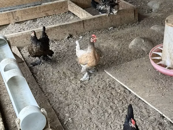 Chickens — Ozarbayjon
