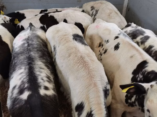 Taureau, Simmental cattle