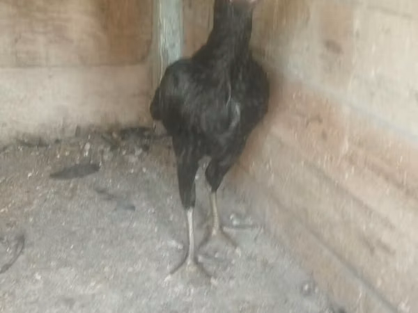 Chickens