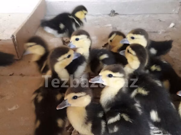 Ducks — أذربيجان