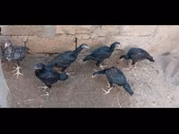Guinea fowl — foto 1