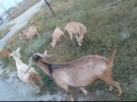 Echki, Alpine goat — 2-rasm