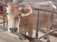 ძროხა, Simmental cattle — ფოტო 2
