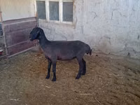 Ovelhas (lote, sexo não especificado), Ovelhas — foto 1