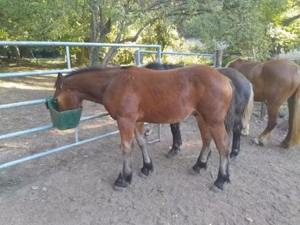 Hengst, Međimurje horse