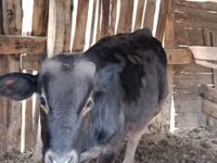 Bull, Swiss cattle — photo 2