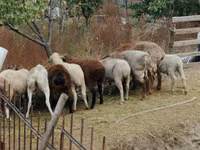 雄羊, Kazakh meat-wool sheep — 写真 3