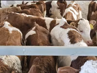 Toro, Simmental cattle — foto 3