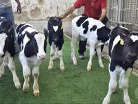 أبقار (دفعة، الجنس غير محدد), Russian Black pied cattle — الصورة 3