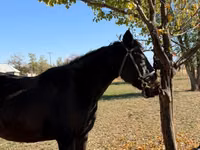 Jument, Horse breed — photo 1