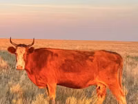 Vaca, Latvian Blue cattle — foto 1