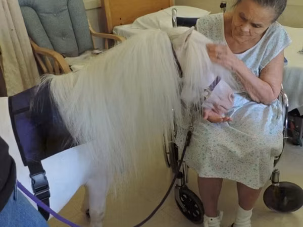 Madyan, Miniature horse