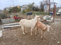 თხა, თხები — ფოტო 2