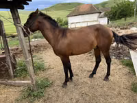 Cheval, Azerbaijan horse — photo 4