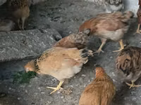 Chickens — Foto 2