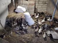 Ducks — foto 5
