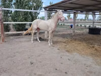 Hengst, Akhal-Teke — Foto 5