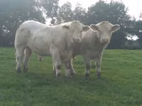 Taureau, Charolais cattle — photo 4