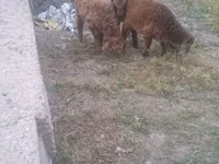 Owca, Owce — zdjęcie 3