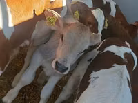 காளை, Simmental cattle — புகைப்படம் 2