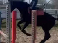 At, Hungarian horse breed — foto 7