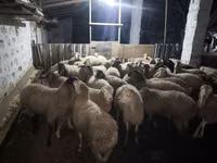 كبش, الأغنام — الصورة 2