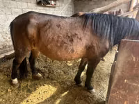 母马, Horse breed — 照片 1