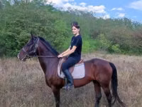 At, Lipizzaner — foto 5