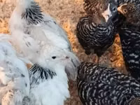 Chickens — foto 2