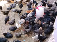 Chickens — 写真 2