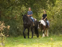 Caballo, Friesian — foto 2