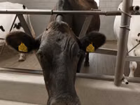 Vache, Race Holstein — photo 5