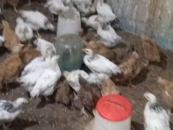Chickens — Azerbaïdjan