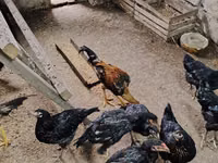 Chickens — zdjęcie 3