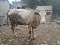 Vaca, Simmental cattle — foto 1