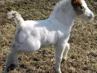 At, Miniature horse — foto 6