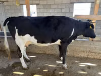 母牛, Russian Black pied cattle — 照片 2