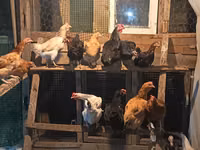 Chickens — الصورة 2
