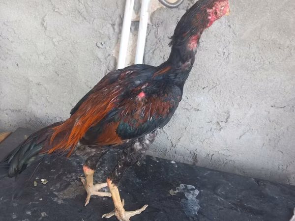 Chickens — Ozarbayjon