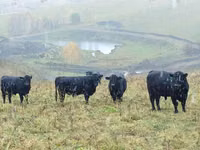 Kuh, Galloway-Rind — Foto 3