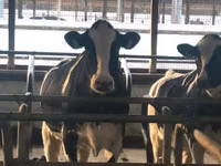 Vache, Swiss cattle — photo 4