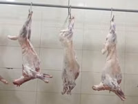 🐑❄️ AZ QUYRUQLU MONQOL QUZU ƏTİ SATIŞDA! 🥩 Keyfiyyətli quzu — foto 2
