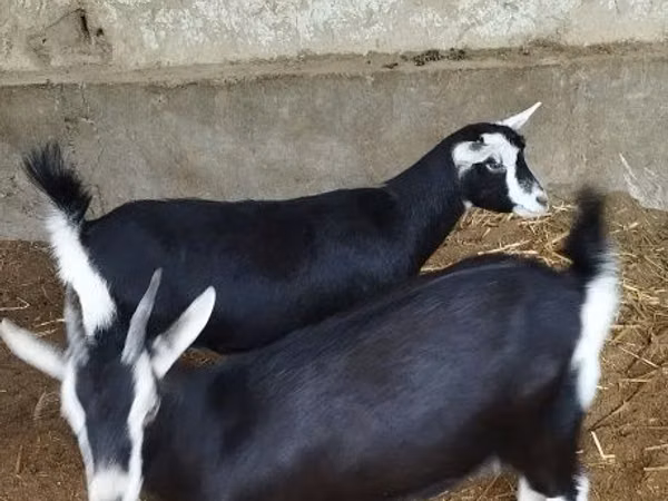 Echki, Alpine goat
