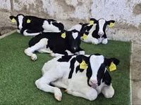 أبقار (دفعة، الجنس غير محدد), Russian Black pied cattle — الصورة 2