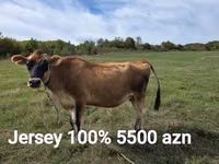 İnek, Jersey ırkı — foto 7