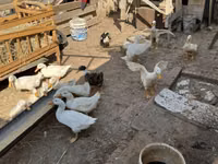 Ducks — zdjęcie 2