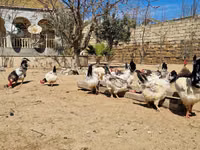 Chickens — foto 5