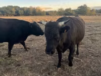 Touro, Wagyu — foto 1