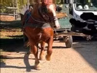 Yegua, Caballos — foto 1