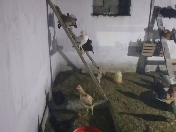 Chickens